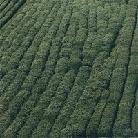 Drone Precision Agriculture Service